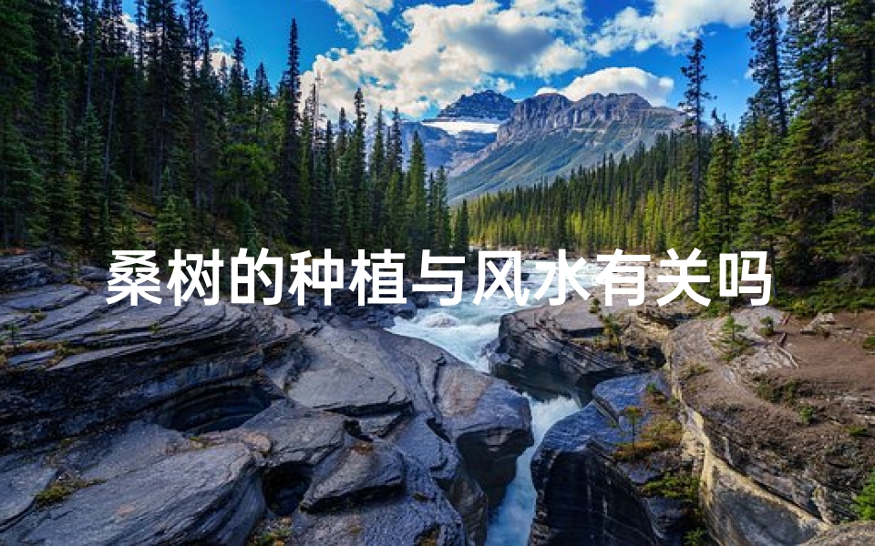 桑树的种植与风水有关吗_桑树种植与风水奥秘:树木风水之道