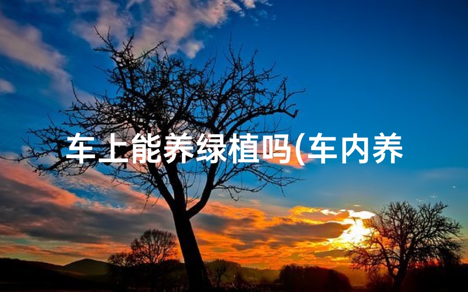 车上能养绿植吗(车内养植物风水讲究多)