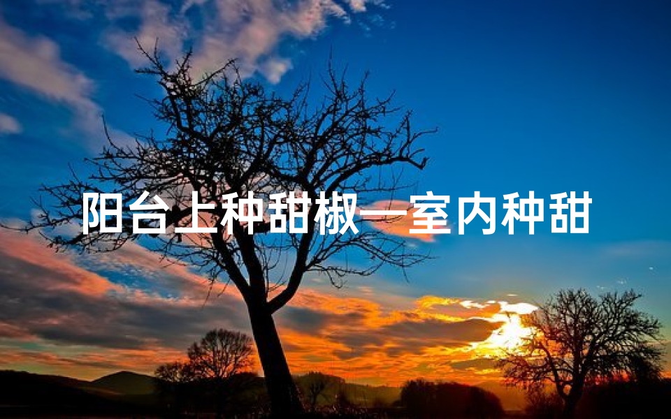 阳台上种甜椒—室内种甜椒风水宜忌解析