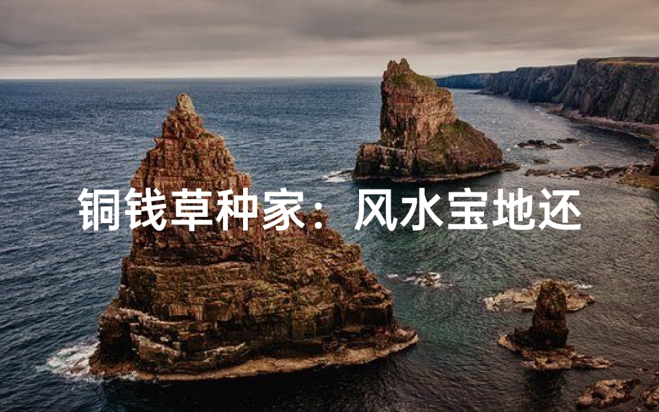 铜钱草种家:风水宝地还是运势陷阱?