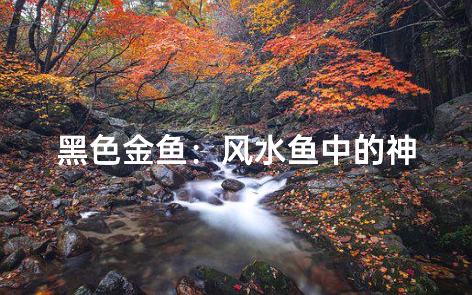 黑色金鱼:风水鱼中的神秘之选
