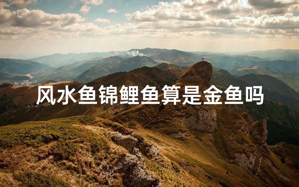 风水鱼锦鲤鱼算是金鱼吗