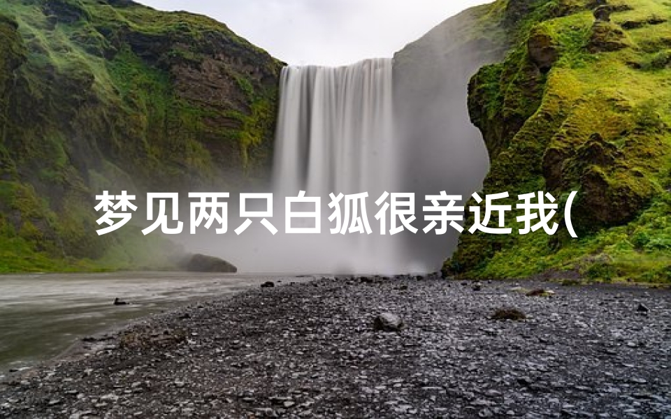 梦见两只白狐很亲近我(梦见两尾白狐)