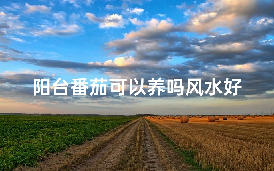 阳台番茄可以养吗风水好吗,阳台番茄种植风水解析:适宜养护吗?