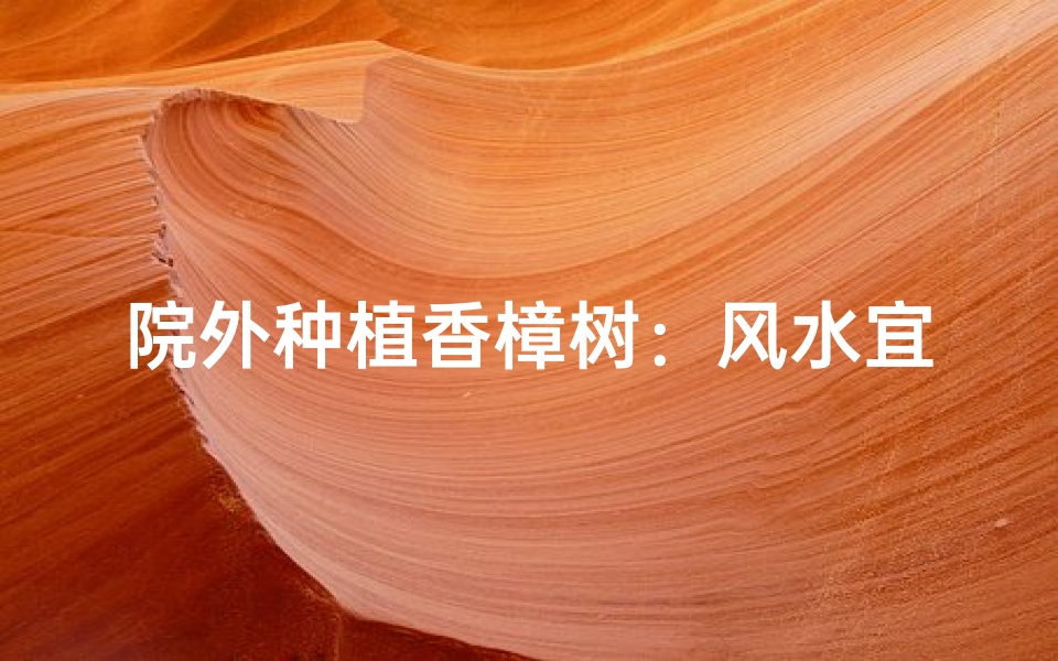 院外种植香樟树:风水宜忌解析