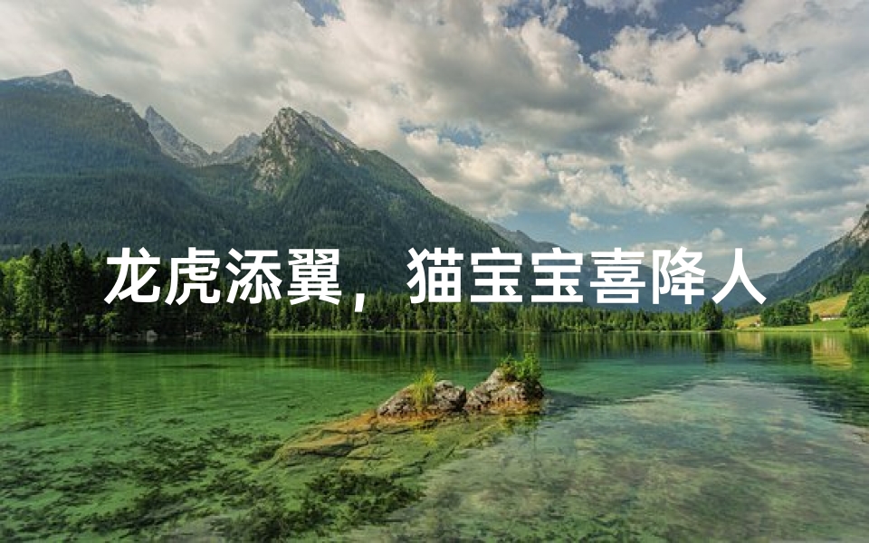 龙虎添翼,猫宝宝喜降人间