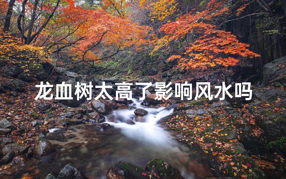 龙血树太高了影响风水吗,双层龙血树过高影响风水?揭秘家居风水禁忌