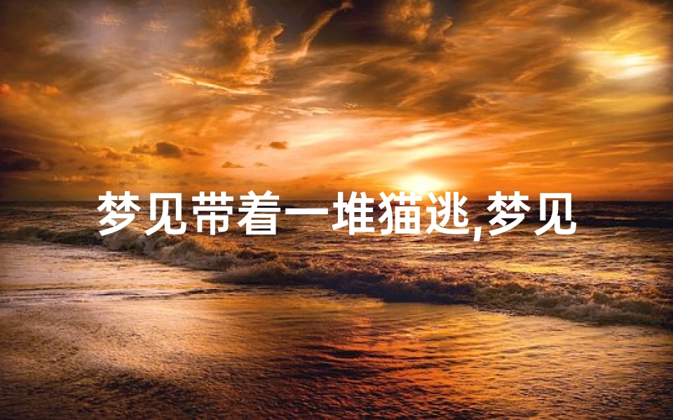 梦见带着一堆猫逃,梦见猫带我走