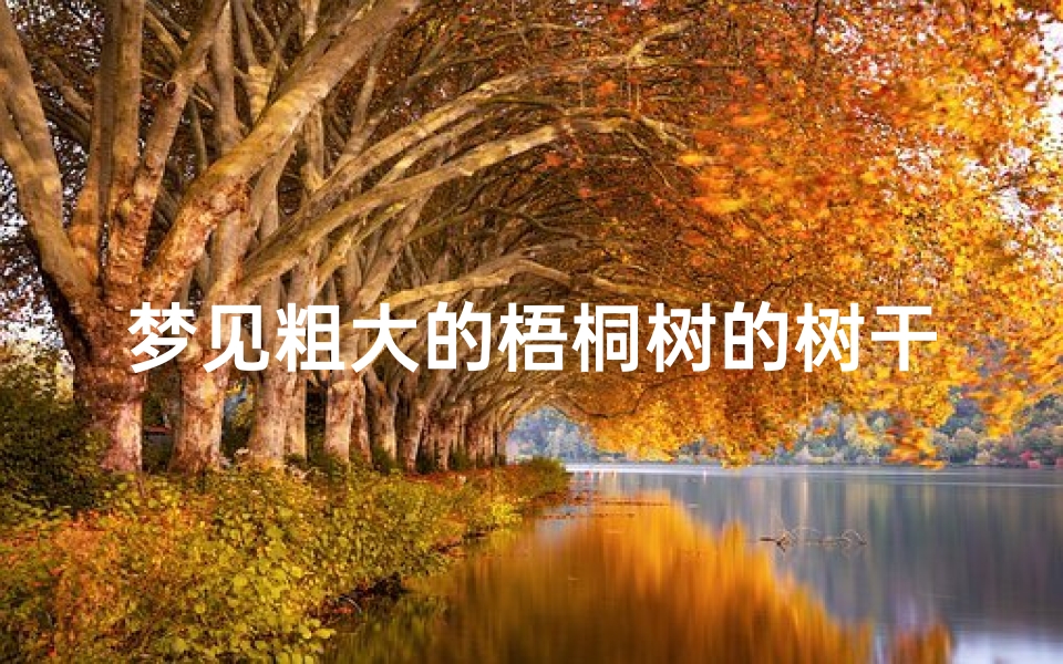 梦见粗大的梧桐树的树干,梦见特别大的梧桐树
